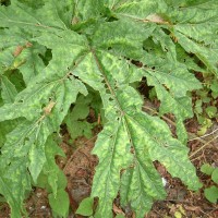 Giant Hogweed